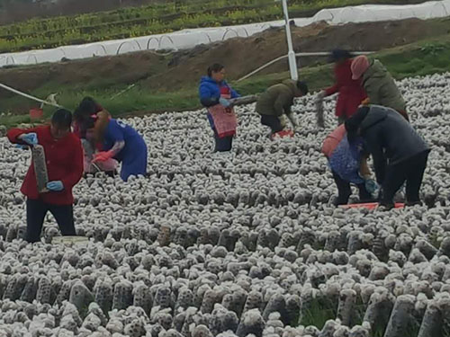 湖南神駿農(nóng)業(yè)科技發(fā)展有限公司,湖南神駿農(nóng)業(yè),神駿農(nóng)業(yè),邵陽食用菌,邵陽食用菌種植基地