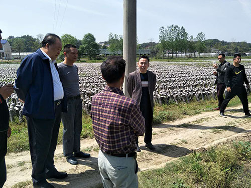 湖南神駿農(nóng)業(yè)科技發(fā)展有限公司,湖南神駿農(nóng)業(yè),神駿農(nóng)業(yè),邵陽食用菌,邵陽食用菌種植基地